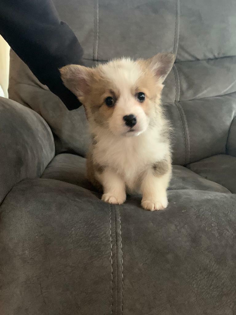 corgi gumtree